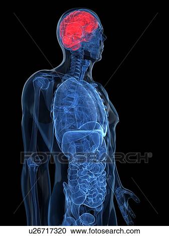 Human brain, artwork View Large Illustration Clipart - Human brain, artwork. Fotosearch