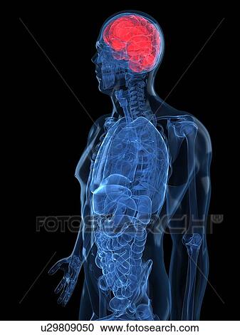 Human brain, artwork View Large Illustration Clipart - Human brain, artwork. Fotosearch