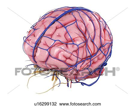 Human brain, artwork View Large Illustration Drawing - Human brain, artwork. Fotosearch