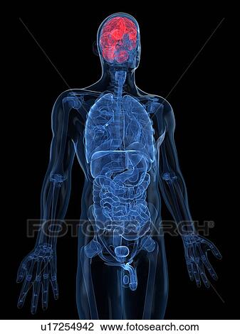 Drawing - Human brain, artwork. Fotosearch