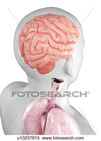 Stock Illustration - Human brain, artwork. Fotosearch