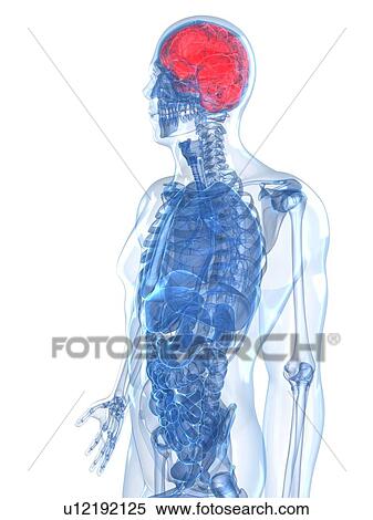 Stock Illustration - Human brain, artwork. Fotosearch