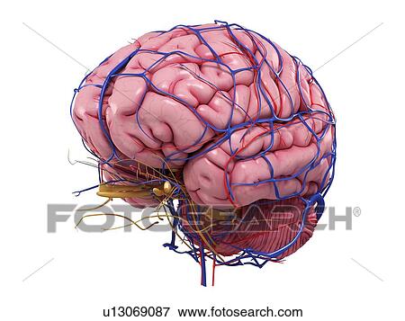 Human brain, artwork View Large Illustration Stock Illustration - Human brain, artwork. Fotosearch