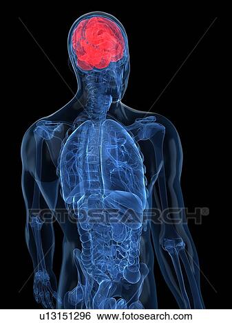 Human brain, artwork View Large Illustration Stock Illustration - Human brain, artwork. Fotosearch