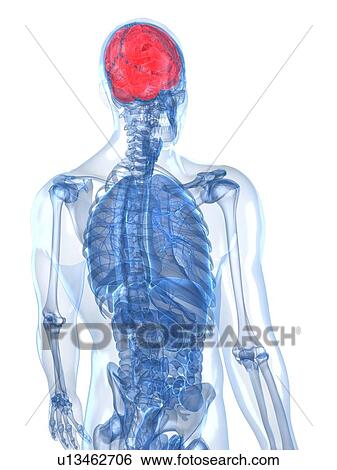 Stock Illustration - Human brain, artwork. Fotosearch