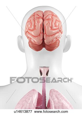 Stock Illustration - Human brain, artwork. Fotosearch