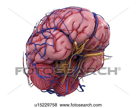 Stock Illustration - Human brain, artwork. Fotosearch