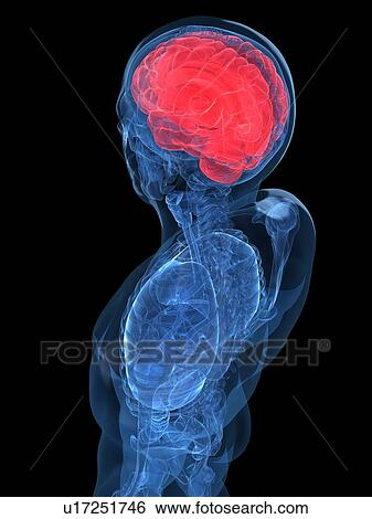 Stock Illustration - Human brain, artwork. Fotosearch