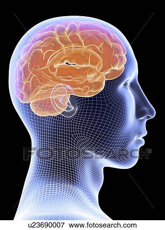 Stock Illustration - Human brain, artwork. Fotosearch