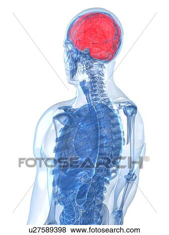 Stock Illustration - Human brain, artwork. Fotosearch