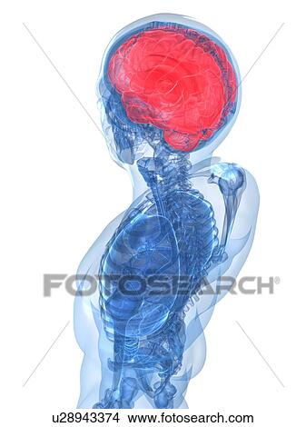 Stock Illustration - Human brain, artwork. Fotosearch