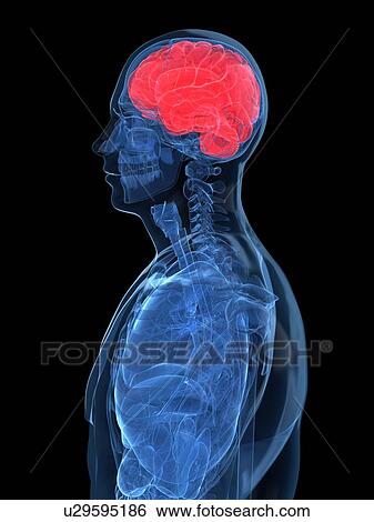 Human brain, artwork View Large Illustration Stock Illustration - Human brain, artwork. Fotosearch