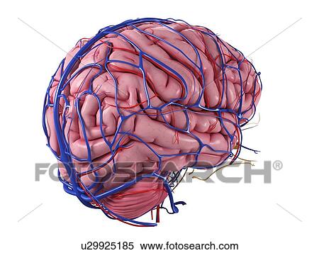 Stock Illustration - Human brain, artwork. Fotosearch