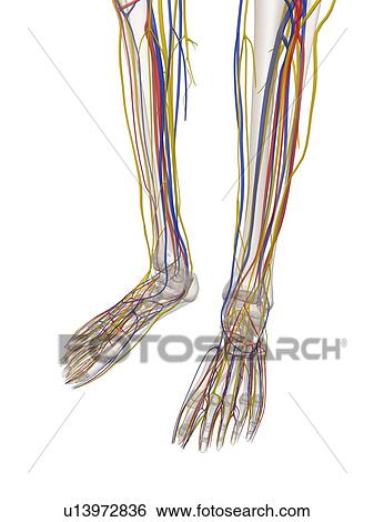 Human lower leg anatomy, artwork View Large Illustration Stock Illustration - Human lower leg anatomy, artwork. Fotosearch