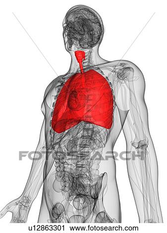 Human lungs, artwork View Large Illustration Clip Art - Human lungs, artwork. Fotosearch