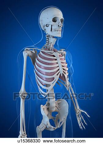 Human lungs, artwork View Large Illustration Clipart - Human lungs, artwork. Fotosearch