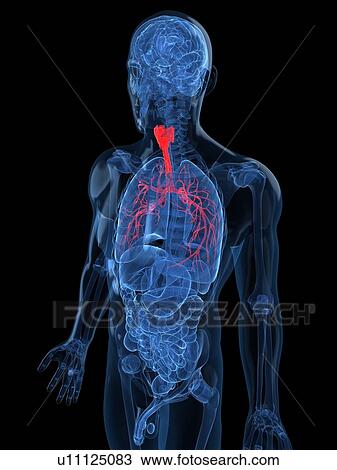 Human lungs, artwork View Large Illustration Drawing - Human lungs, artwork. Fotosearch