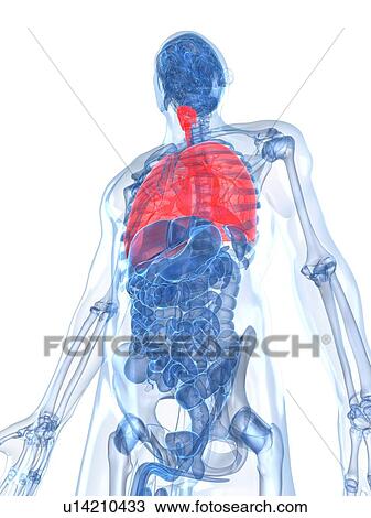 Human lungs, artwork View Large Illustration Drawing - Human lungs, artwork. Fotosearch