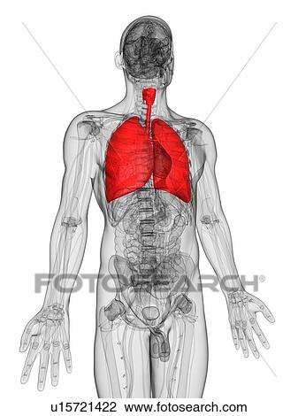 Drawing - Human lungs, artwork. Fotosearch