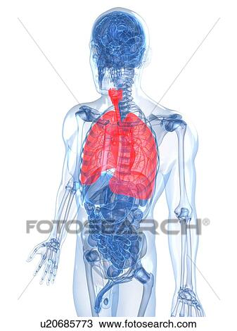 Human lungs, artwork View Large Illustration Drawing - Human lungs, artwork. Fotosearch