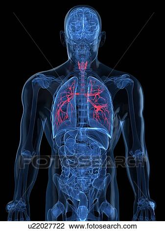 Human lungs, artwork View Large Illustration Drawing - Human lungs, artwork. Fotosearch