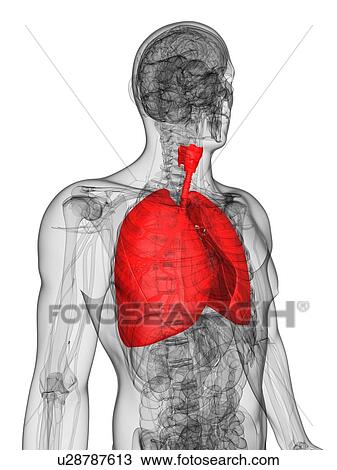 Drawing - Human lungs, artwork. Fotosearch