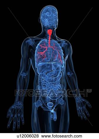 Human lungs, artwork View Large Illustration Stock Illustration - Human lungs, artwork. Fotosearch