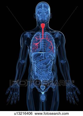 Human lungs, artwork View Large Illustration Stock Illustration - Human lungs, artwork. Fotosearch