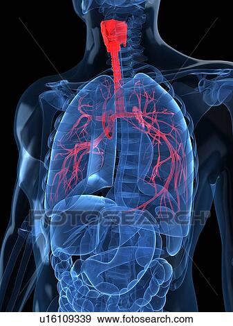 Human lungs, artwork View Large Illustration Stock Illustration - Human lungs, artwork. Fotosearch