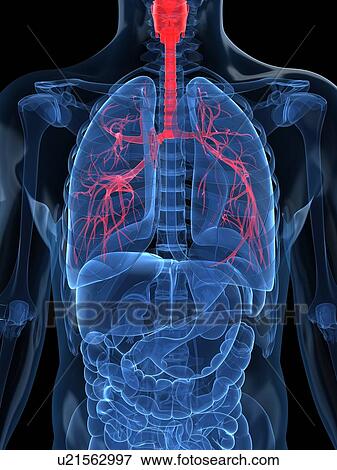 Human lungs, artwork View Large Illustration Stock Illustration - Human lungs, artwork. Fotosearch