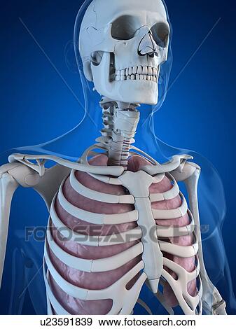 Stock Illustration - Human lungs, artwork. Fotosearch