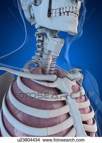 Stock Illustration - Human lungs, artwork. Fotosearch