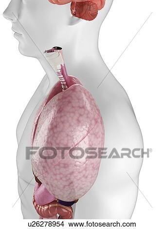 Human lungs, artwork View Large Illustration Stock Illustration - Human lungs, artwork. Fotosearch