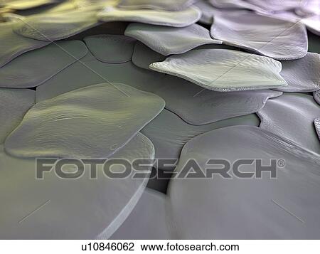 Human skin cells, artwork View Large Illustration Drawing - Human skin cells, artwork. Fotosearch