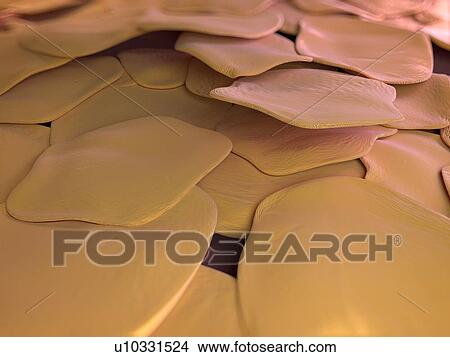 Stock Illustration - Human skin cells, artwork. Fotosearch