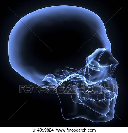 Human skull, X-ray artwork View Large Illustration Stock Illustration - Human skull, X-ray artwork. Fotosearch