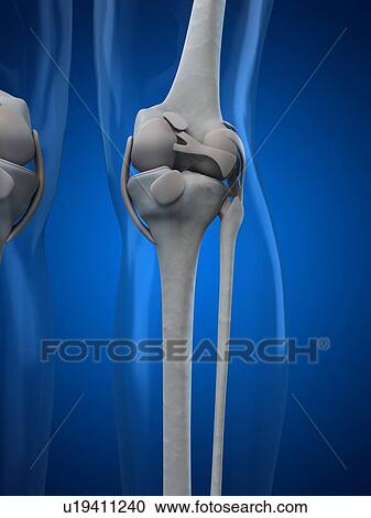 Clipart - Knee anatomy, artwork. Fotosearch