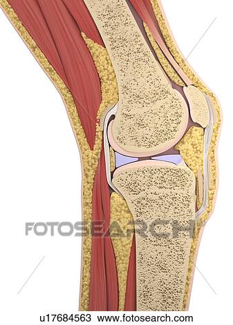Drawing - Knee anatomy, artwork. Fotosearch