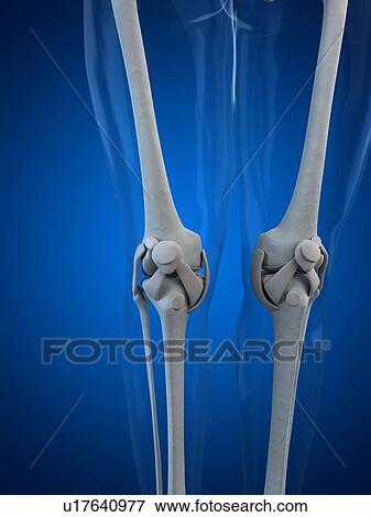 Stock Illustration - Knee anatomy, artwork. Fotosearch
