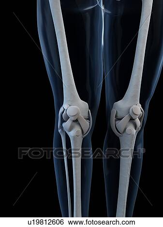 Stock Illustration - Knee anatomy, artwork. Fotosearch