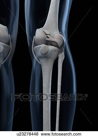Stock Illustration - Knee anatomy, artwork. Fotosearch