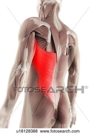 Stock Illustration - Latissimus dorsi muscle, artwork. Fotosearch