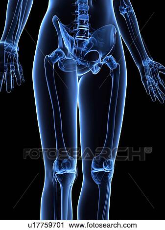 Clip Art - Leg bones, artwork. Fotosearch