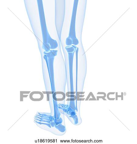 Clip Art - Leg bones, artwork. Fotosearch