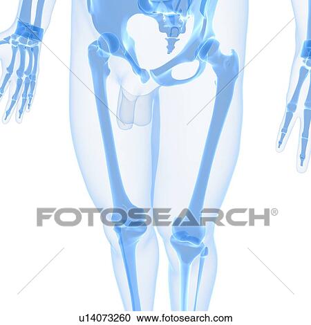 Clipart - Leg bones, artwork. Fotosearch