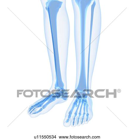 Leg bones, artwork View Large Illustration Stock Illustration - Leg bones, artwork. Fotosearch