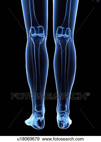 Stock Illustration - Leg bones, artwork. Fotosearch