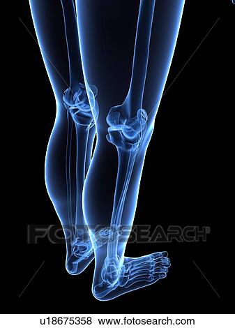 Leg bones, artwork View Large Illustration Stock Illustration - Leg bones, artwork. Fotosearch