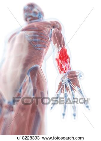 Drawing - Lower arm anatomy, artwork. Fotosearch