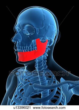 Clip Art - Lower jaw bone, artwork. Fotosearch